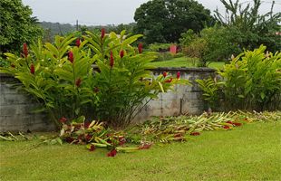 espace vert Guadeloupe